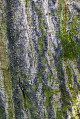 Obraz premium Beautiful close-up of the bark of monodora angolensis