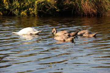swan, bird, water, white, lake, nature, animal, wildlife, beautiful, birds, pond, swimming, swans, graceful, river, wild, swim, reflection, feather, beauty, feathers, peaceful, beak, calm, grace