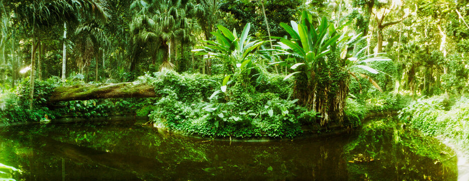 Subtropical forest of Parque Lage, Jardim Botanico, Corcovado, Rio de Janeiro, Brazil.