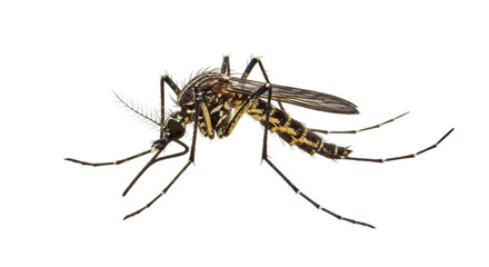 Isolated Mosquito