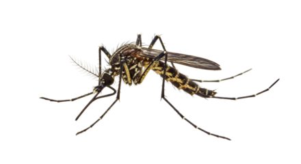 Isolated Mosquito