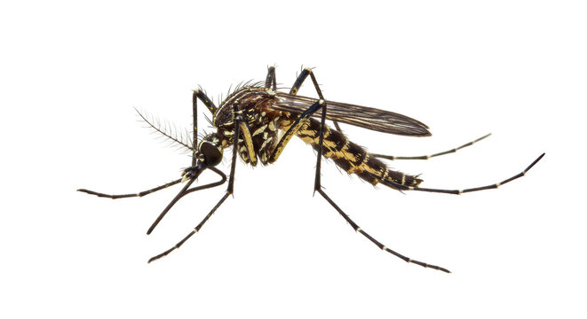 Isolated Mosquito