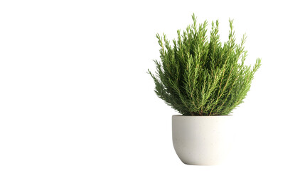 Professional Shot of a Compact Evergreen Tree in a Plant Pot on a Clean White Background