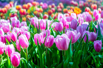 Fototapeta premium Pink Tulips in Full Bloom with Morning Mist and a Beautiful Natural Background
