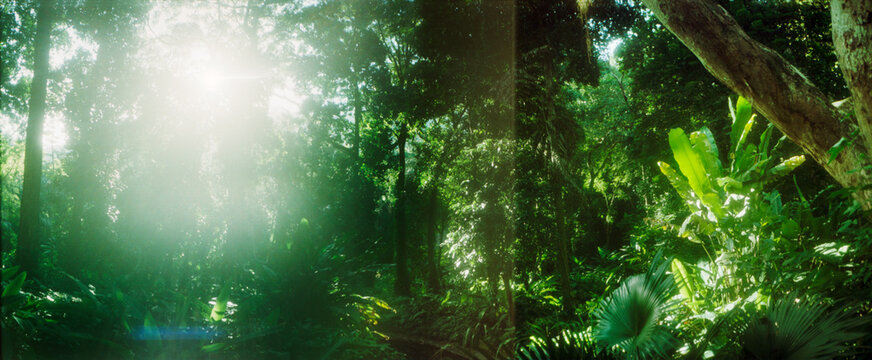 Sunbeams shining through trees in a forest, Parque Lage, Jardim Botanico, Corcovado, Rio de Janeiro, Brazil.