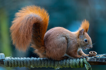 Eichhörnchen 