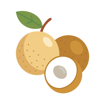 longan fruit, beige, green leaf, white background clip art preview
