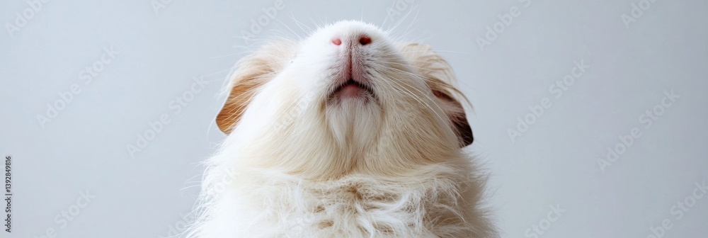 Poster fluffy guinea pig curiously looking up against a minimal white background with soft fur and prominen