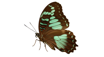 Isolated Clipper Butterfly with Open Wings