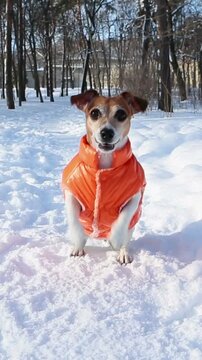 Adorable dancing jumping dog in orange jacket excited waiting fetch toy. Funny pet performance in winter sunny snowy park. Cute small Jack Russell terrier play outside. Vertical video footage