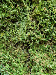 Spring Green moss close-up for design background. Selective focus