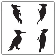 Naklejka premium Woodpecker silhouette, Woodpecker illustration ,Woodpecker clipart, Woodpecker vector , Woodpecker icon , black Woodpecker, Woodpecker illustration on white background,