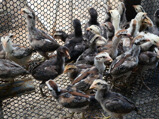 Obraz premium Chickens feeding behind a wire fence in agricultural farm, Group of chick and chicken in cage