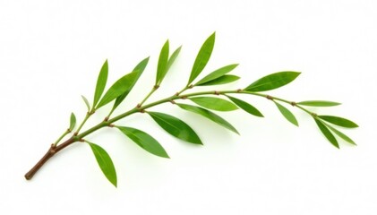 Obraz premium Single willow branch with tendrils isolated on white, greenery, white, nature