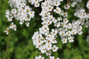 ユキヤナギの優しい息吹