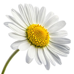daisy isolated on white background
