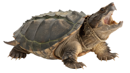 Alligator Snapping Turtle Powerful Reptile in Dynamic Side Pose on Transparent Background	
