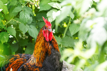 Colorful rooster with red comb and wattles against green leaves in rural garden, close-up