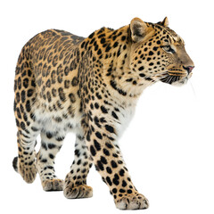 Naklejka premium Amur Leopard Isolated on Transparent Background Rare and Majestic Big Cat on the Prowl