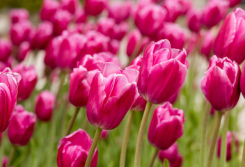 Fototapeta premium Beautiful red tulips bloom in a flowerbed in the city park area in spring.