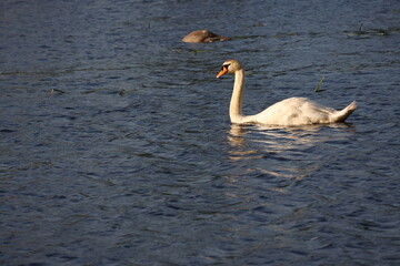 swan, bird, water, lake, animal, nature, white, wildlife, swans, birds, animals, goose, wild, pond, swimming, feather, blue, reflection, river, beautiful, mute swan, beauty, swim