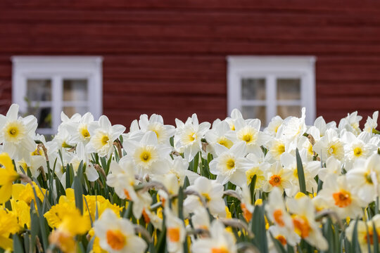 Beautiful white and yellow daffodils in a flowerbed in May in Finland. An old dark red log building can be seen in the background. Daffodils are hardy perennial bulb flowers.