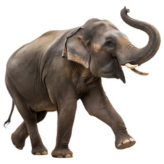 Obraz premium Asian Elephant in Motion Playful Pose with Raised Trunk on Transparent Background