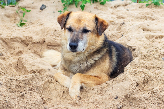 Calm mixed-breed dog lying on sandy ground with its paws crossed