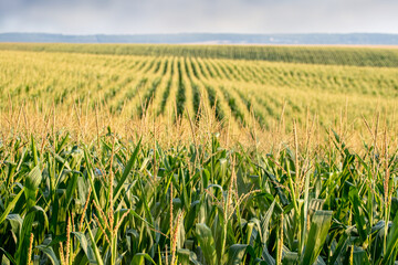 Corn field stretching to the horizon under an overcast gray sky