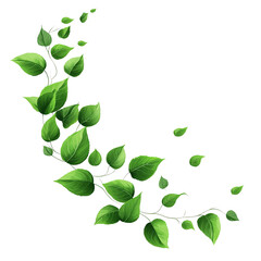 green leaves on white background