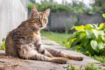 Relaxed tabby cat sits on concrete surface near green plants on a sunny day