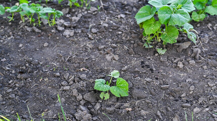 a young squash grows in the garden