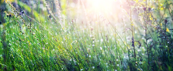 Sunlight penetrates through various meadow grasses and flowers on a blurred backgrou