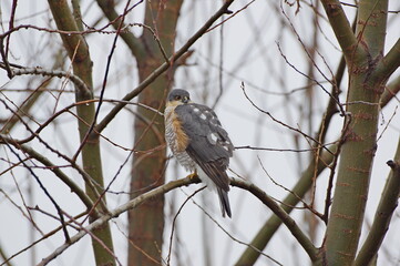 Eurasian Sparrowhawk resting on branch. Accipiter nisus