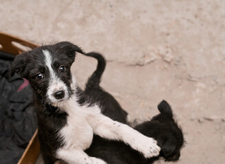 A mongrel puppy in a shelter.