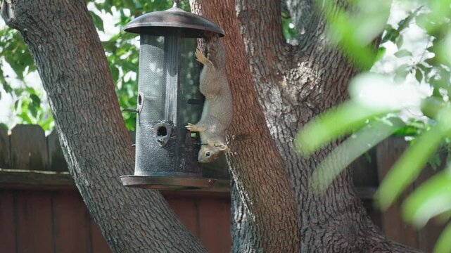 Grey squirrel outdoors, perched on a tree trunk, gazing at an old bulb nestled among the trees
