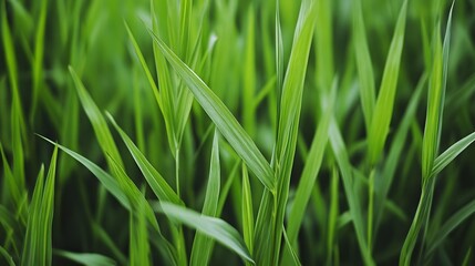 Fototapeta premium Vibrant Green Ornamental Grass with Delicate Foliage in Lush Natural Landscape