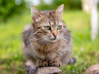 Portrait of a tabby gray-brown cat with green eyes sitting on a wooden stump against a blurred green background