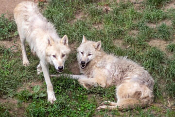 Two light arctic wolves on a grassy patch, one standing, the other lying down and looking at the camera