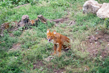 A red fox sits on the grassy ground with its mouth open