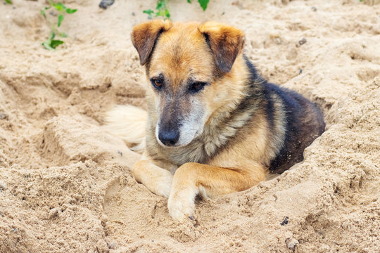 Calm mixed-breed dog lying on sandy ground with its paws crossed