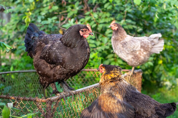 Three hens of different colors sitting on a metal mesh against a green blurred garden background