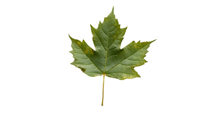 Fototapeta premium Detailed Above View of Single Leaf on White Background - Natural Greenery Concept