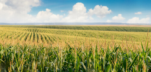 Wheat field stretching to the horizon under a blue sky with fluffy white clouds