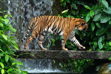 The gorgeous tiger at Khao Kheow Open Zoo.