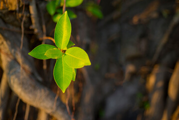 Green leaves on tree with blur background, selective focus, nature background