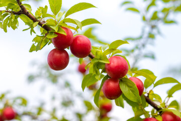 Ripe red cherry plum fruits on a branch with green leaves against a blurred garden background