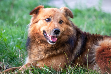 image of a cute brown fluffy dog lying on green grass and looking at the camera