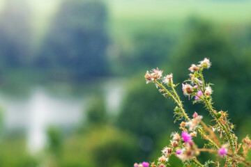 Delicate pink flowers of curly plumeless thistle on blurred natural background