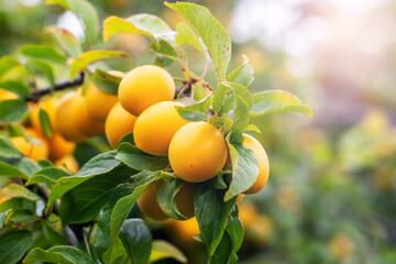 Ripe yellow fruits of cherry plum on a branch among green leaves